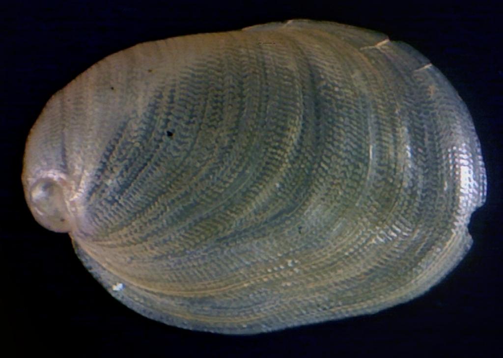 Berthella ?